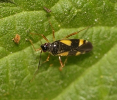 Dryophilocoris flavoquadrimaculatus