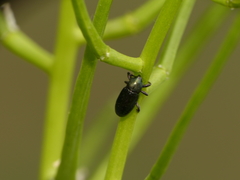Aulacobaris coerulescens