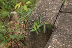 Gymnanthera oblonga