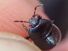 Legnotus limbosus