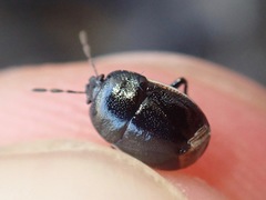 Legnotus limbosus