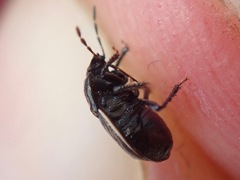 Legnotus limbosus