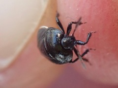 Legnotus limbosus