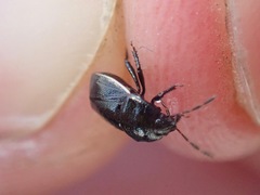 Legnotus limbosus