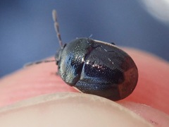 Legnotus limbosus