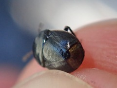 Legnotus limbosus
