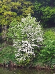 Crataegus monogyna