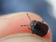 Legnotus limbosus