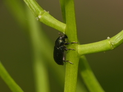 Aulacobaris coerulescens