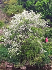 Crataegus monogyna