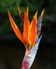 Strelitzia reginae