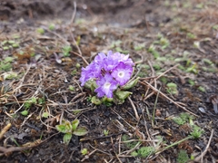 Primula atrodentata
