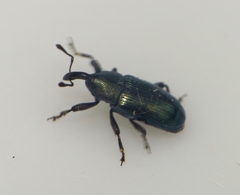 Aulacobaris coerulescens