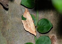 Luxiaria phyllosaria