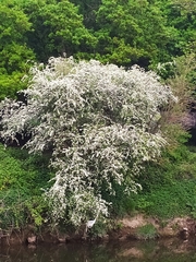 Crataegus monogyna