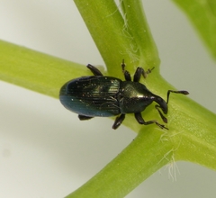 Aulacobaris coerulescens