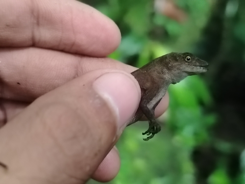 Nicaraguan Humble Anole, Anolis quaggulus