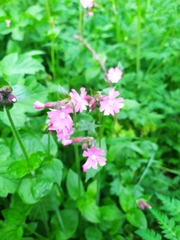 Silene dioica
