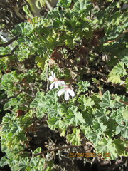 Pelargonium fragrans