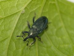 Aulacobaris coerulescens