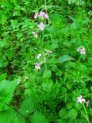 Silene dioica