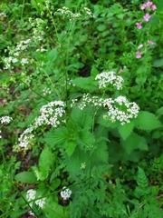 Anthriscus sylvestris