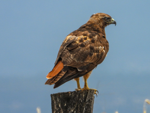Red-tailed Hawk