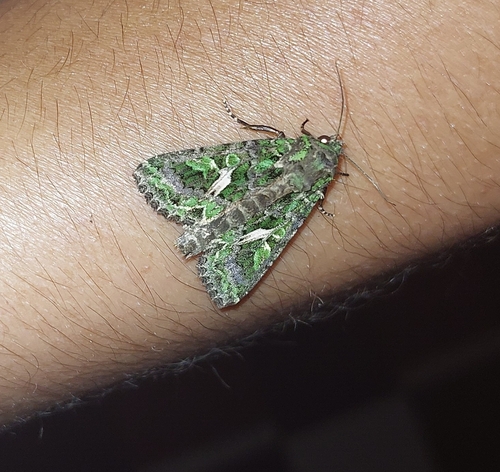 Orache Moth