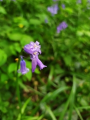 Hyacinthoides non-scripta