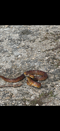 Red Cornsnake observed by karamk