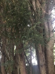 Cupressus × leylandii