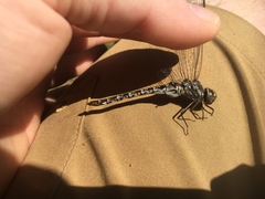 Gomphaeschna antilope