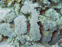 Fimbriaphyllia divisa