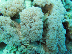 Fimbriaphyllia divisa
