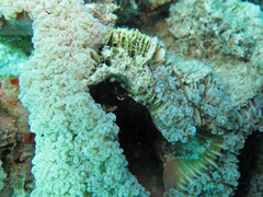 Fimbriaphyllia divisa