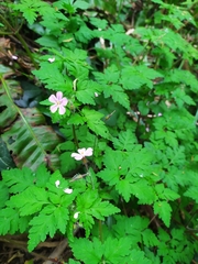 Geranium robertianum