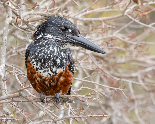 iNaturalist image