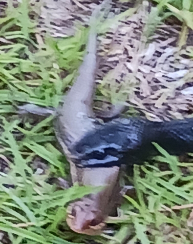 Broad-headed Skink observed by matushkaelizabethperdomo