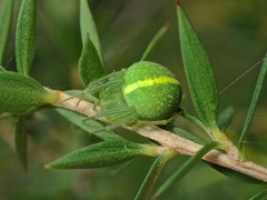 Araneus psittacinus