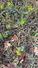 Euphorbia glareosa