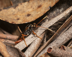 Phairichneumon