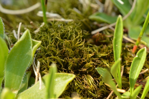 Dicranum spadiceum observed 2026-07-08