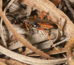 Phairichneumon