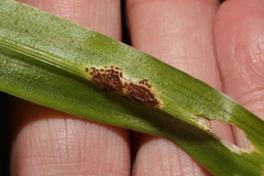 Uromyces hyacinthi
