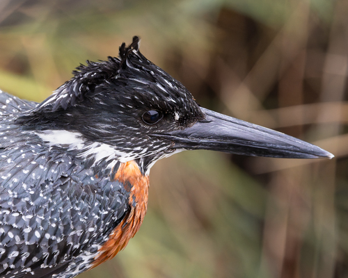 iNaturalist image