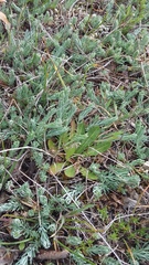 Galium xeroticum