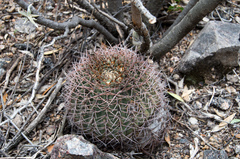 Gymnocalycium hossei