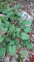 Lapsana communis intermedia