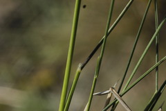 Helictotrichon desertorum