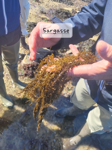 Sargassum vulgare observed 2026-07-16